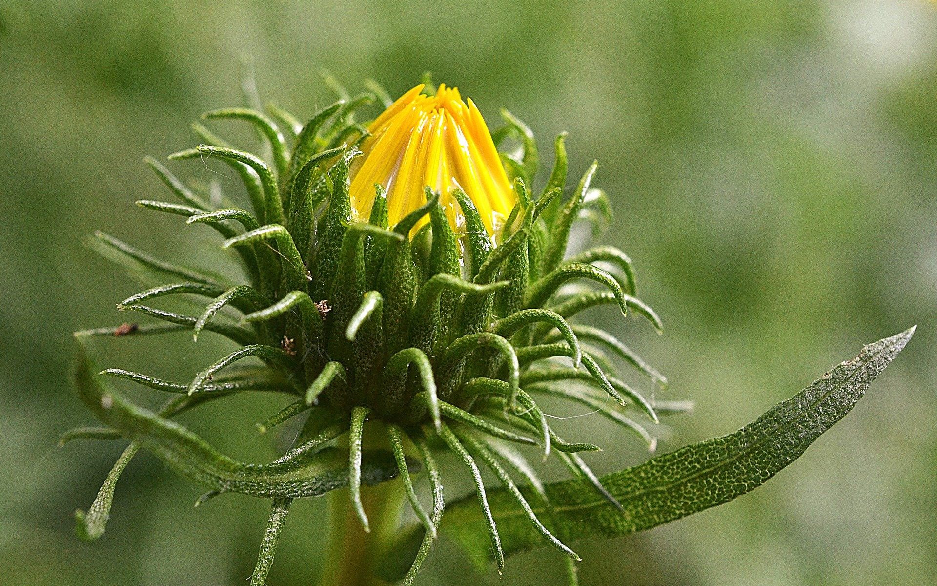 Käuterkunde: Grindelia robusta - tiernaturgesund