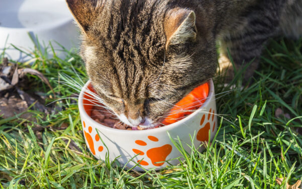 Katzen auf neues Futter umstellen – ein unmögliches Unterfangen?