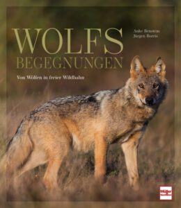 Anke Benstem / Jürgen Borris Wolfsbegegnungen Von Wölfen in freier Wildbahn