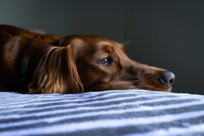 Wie erkennt man Schmerzen beim Hund - tiernaturgesund.de