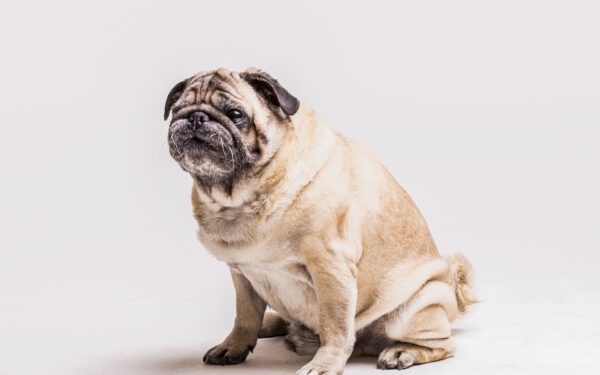 Übergewicht bei Hunden - tiernaturgesund