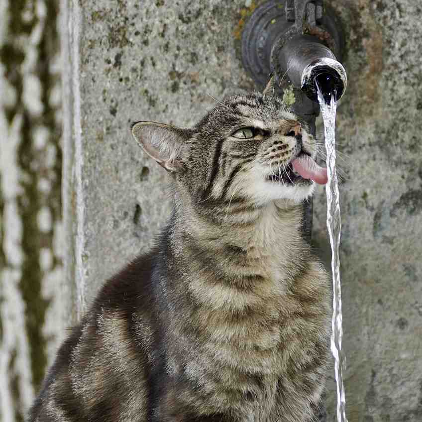 Katze trinkt aus Wasserhahn