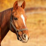 horse-1201143_1280 Chiemsee2016_Pixabay(1)