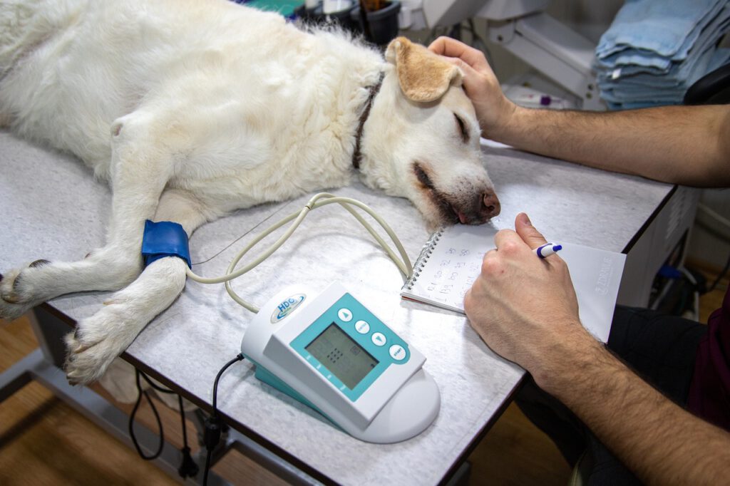 Einem weißen Hund wird der Blutdruck gemessen.